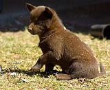 Australian Kelpie 9P022D-063